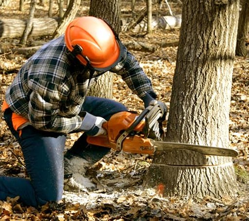 Tree Removal in Greensboro, VT